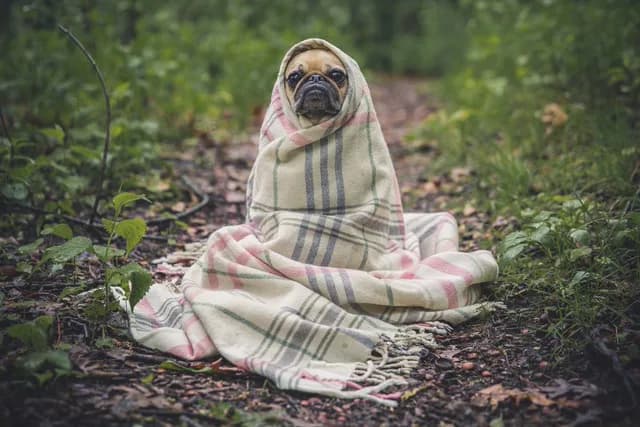 Pug wrapped in a blanket on a forest path, upscaled