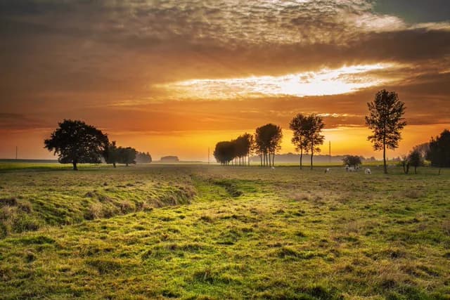 Sunset over a meadow with trees, upscaled
